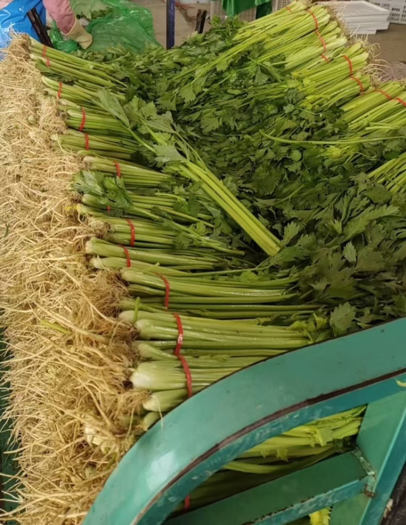 小香芹聊城山芹货源充足按需加工代收代发全国