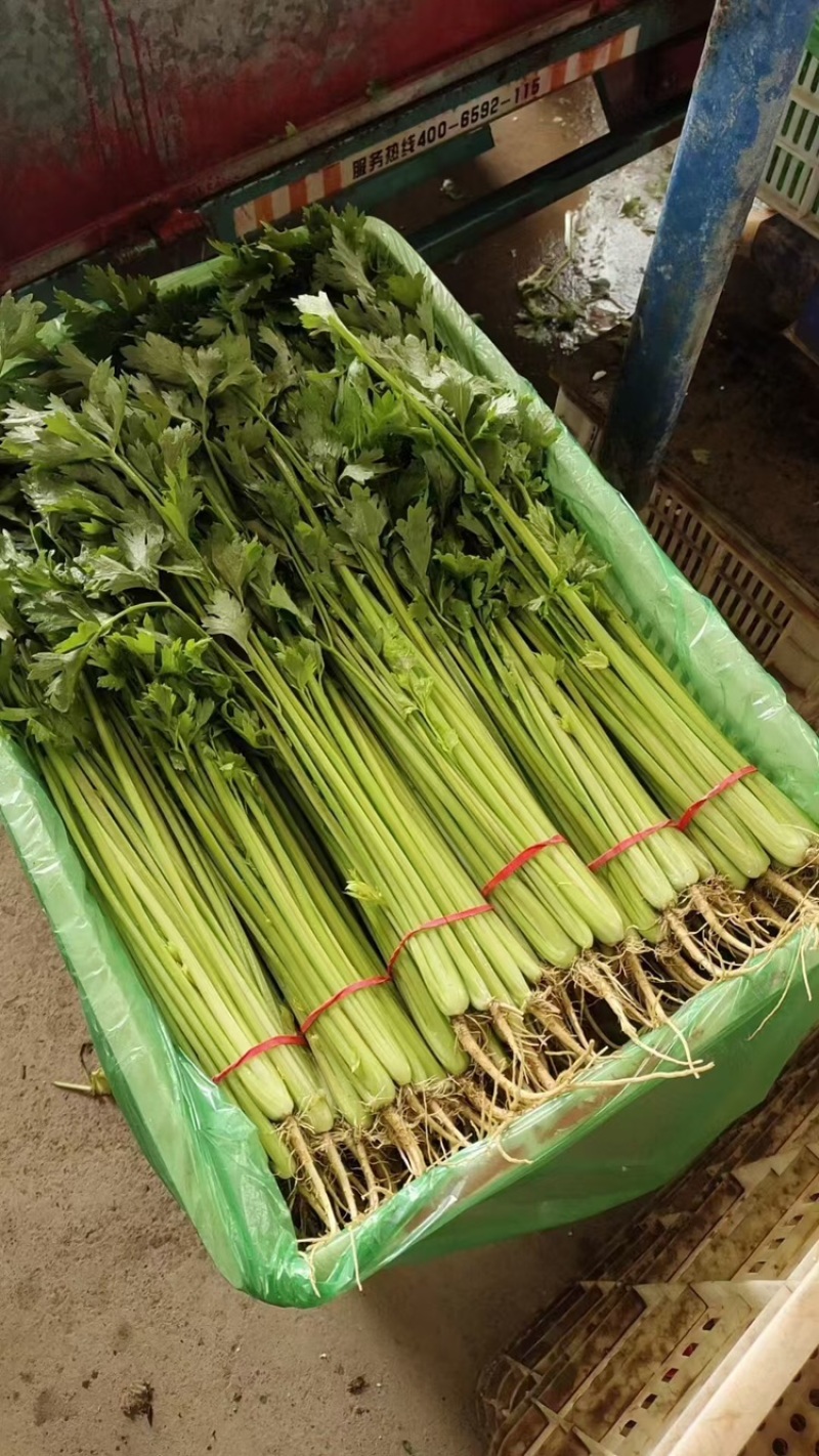 小香芹聊城山芹货源充足按需加工代收代发全国