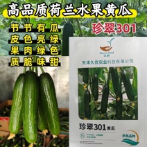 荷兰水果黄瓜种子珍翠301乳瓜深绿甜脆无刺节节有瓜春秋黄