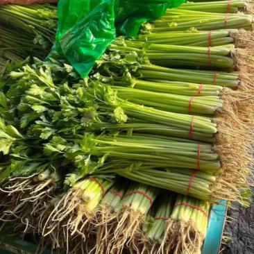 小香芹聊城山芹货源充足按需加工代收代发全国