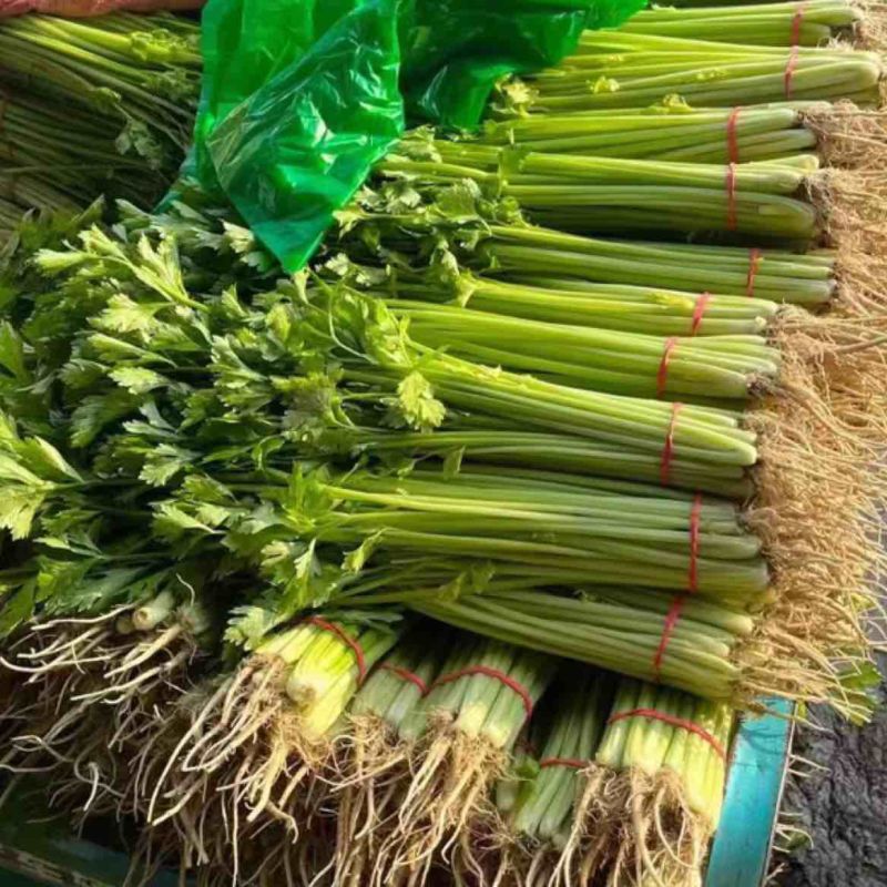 小香芹聊城山芹货源充足按需加工代收代发全国