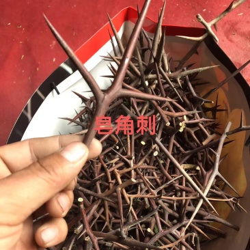 皂角刺，人工手剪切片，大家可以看一下图片