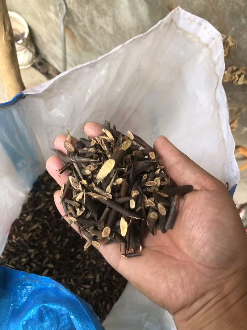 皂角刺，人工手剪切片，大家可以看一下图片