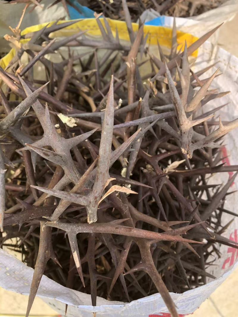 皂角刺，人工手剪切片，大家可以看一下图片