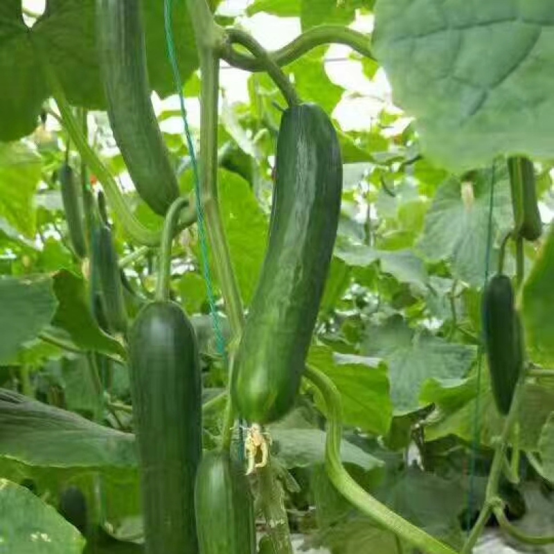 荷兰水果黄瓜种子珍翠301乳瓜深绿甜脆无刺节节有瓜春秋黄