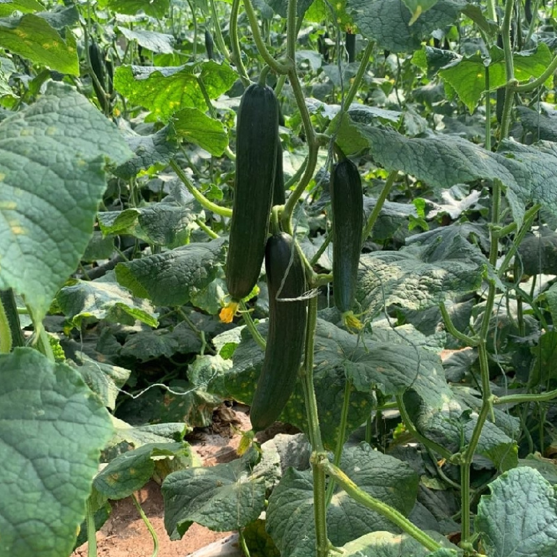 荷兰水果黄瓜种子珍翠301乳瓜深绿甜脆无刺节节有瓜春秋黄