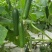 荷兰水果黄瓜种子珍翠301乳瓜深绿甜脆无刺节节有瓜春秋黄