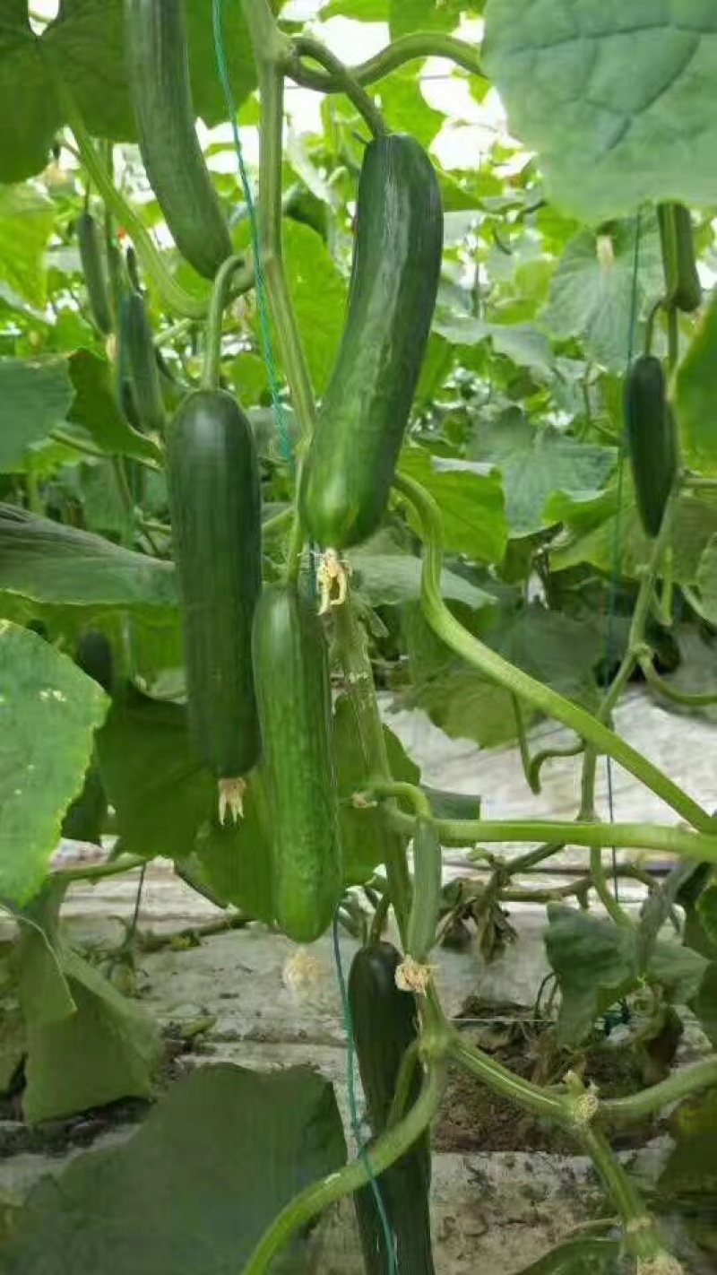 荷兰水果黄瓜种子珍翠301乳瓜深绿甜脆无刺节节有瓜春秋黄
