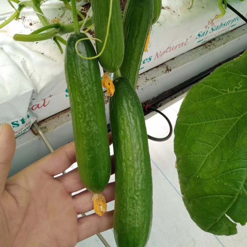 荷兰水果黄瓜种子珍翠301乳瓜深绿甜脆无刺节节有瓜春秋黄