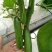 荷兰水果黄瓜种子珍翠301乳瓜深绿甜脆无刺节节有瓜春秋黄