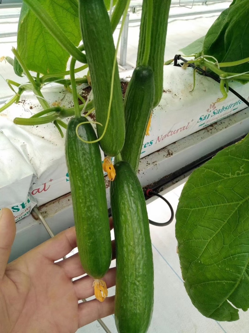 荷兰水果黄瓜种子珍翠301乳瓜深绿甜脆无刺节节有瓜春秋黄