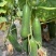 荷兰水果黄瓜种子珍翠301乳瓜深绿甜脆无刺节节有瓜春秋黄