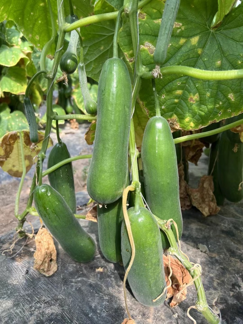 荷兰水果黄瓜种子珍翠301乳瓜深绿甜脆无刺节节有瓜春秋黄