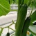 荷兰水果黄瓜种子珍翠301乳瓜深绿甜脆无刺节节有瓜春秋黄