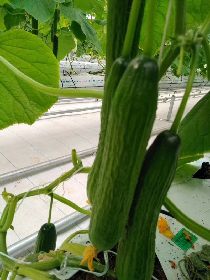 荷兰水果黄瓜种子珍翠301乳瓜深绿甜脆无刺节节有瓜春秋黄