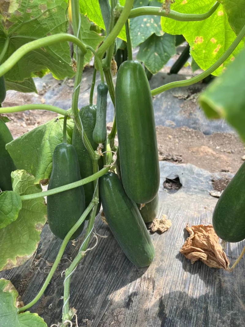荷兰水果黄瓜种子珍翠301乳瓜深绿甜脆无刺节节有瓜春秋黄