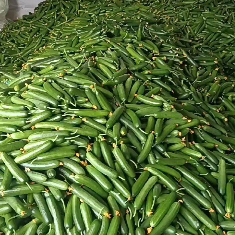 荷兰水果黄瓜种子珍翠301乳瓜深绿甜脆无刺节节有瓜春秋黄