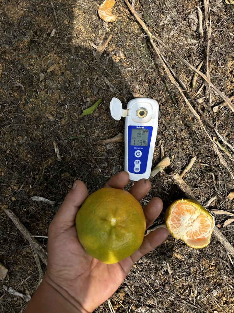 高山碰柑云南精品碰柑大量上市产地一手货源代发纯甜无酸