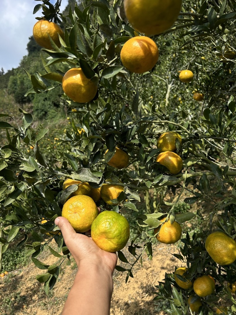 高山碰柑云南精品碰柑大量上市产地一手货源代发纯甜无酸