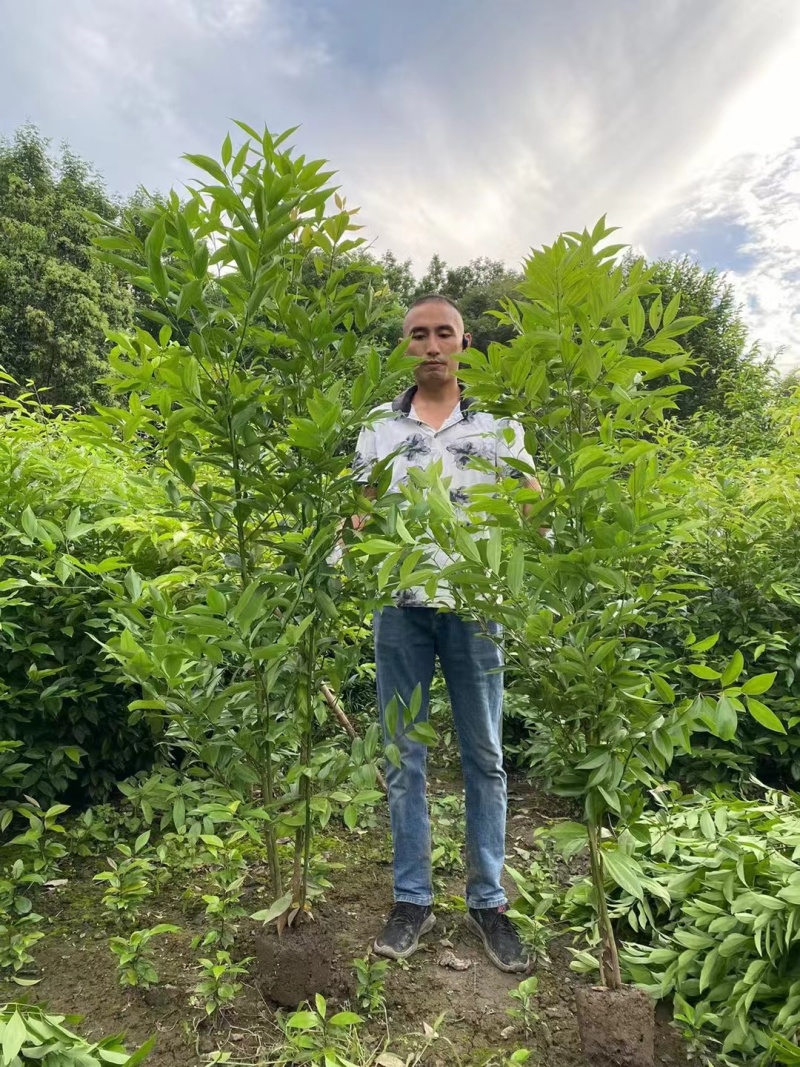 贵州天竺桂批发贵州苗木基地供应各类规格天竺桂直销
