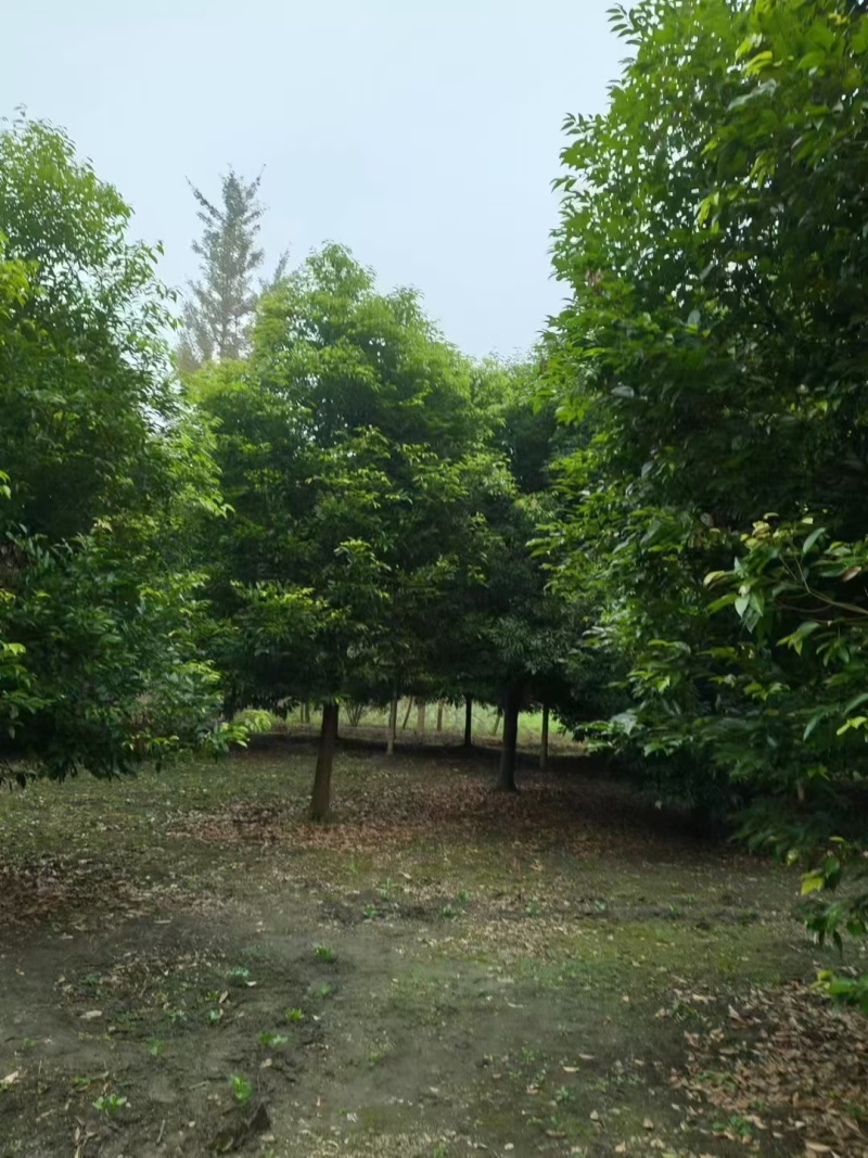 重庆天竺桂批发重庆苗木基地供应各类规格天竺桂直销