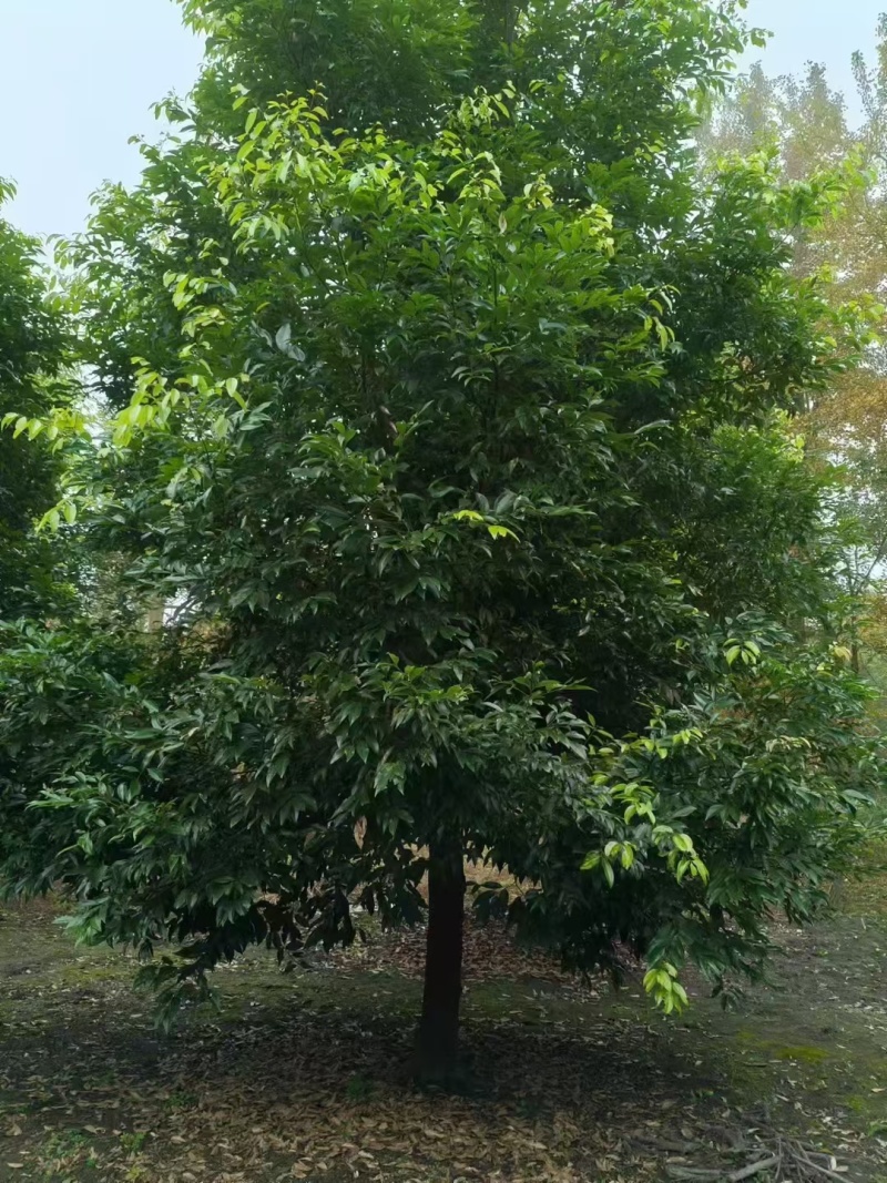 重庆天竺桂批发重庆苗木基地供应各类规格天竺桂直销