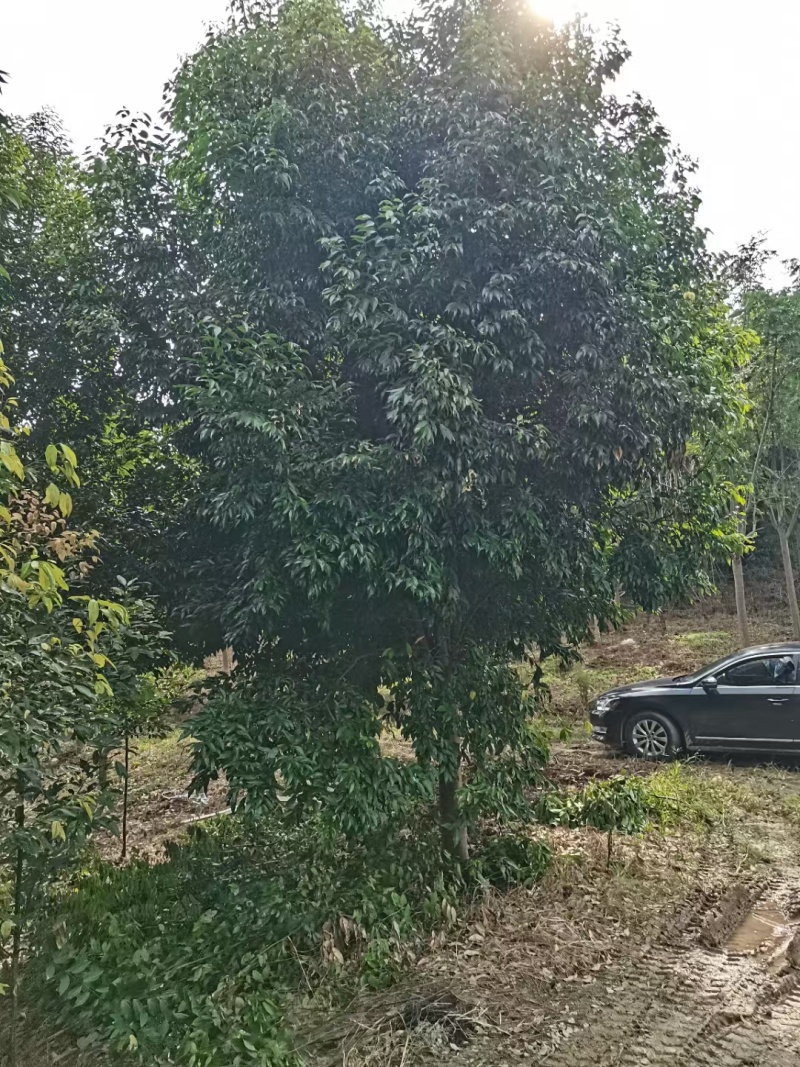 重庆天竺桂批发重庆苗木基地供应各类规格天竺桂直销
