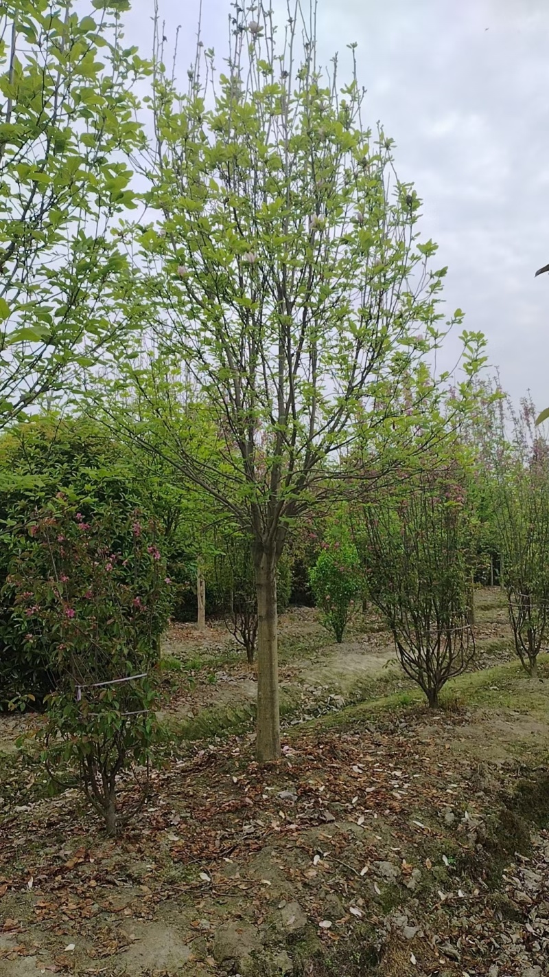 成都紫玉兰批发成都苗木基地供应各类规格紫玉兰直销