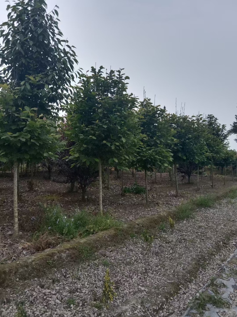 重庆紫玉兰批发重庆苗木基地供应各类规格紫玉兰直销