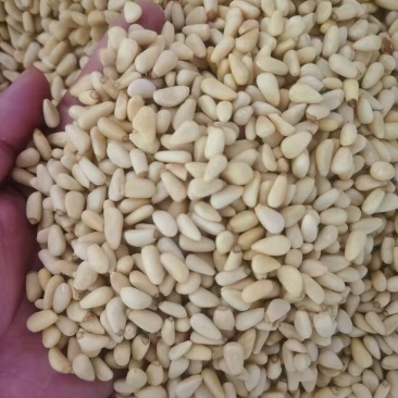 红松仁批发，量大优惠，欢迎询价