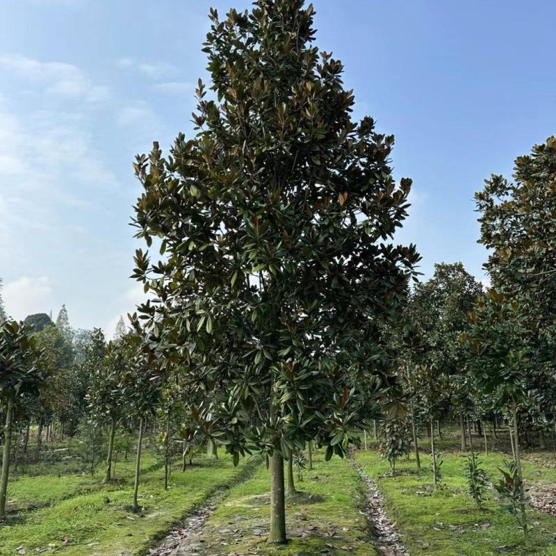 贵州广玉兰批发贵重苗木基地供应各类规格广玉兰直销