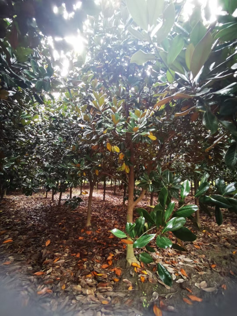 贵州广玉兰批发贵重苗木基地供应各类规格广玉兰直销