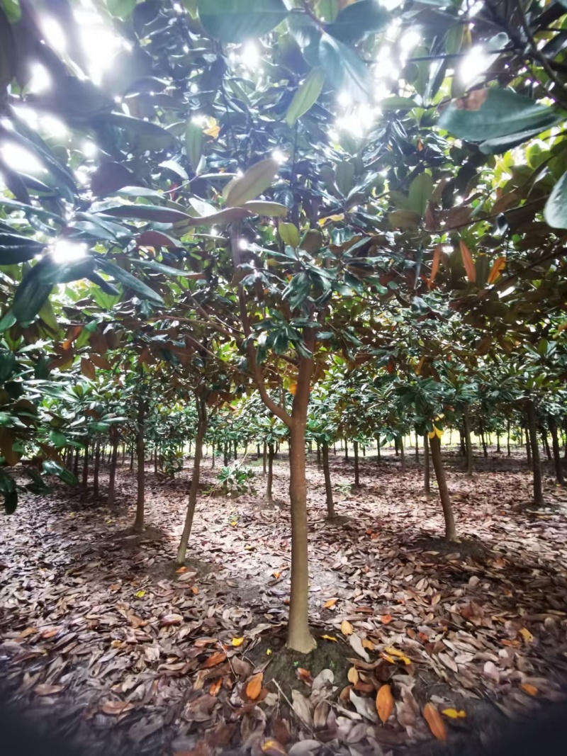 贵州广玉兰批发贵重苗木基地供应各类规格广玉兰直销