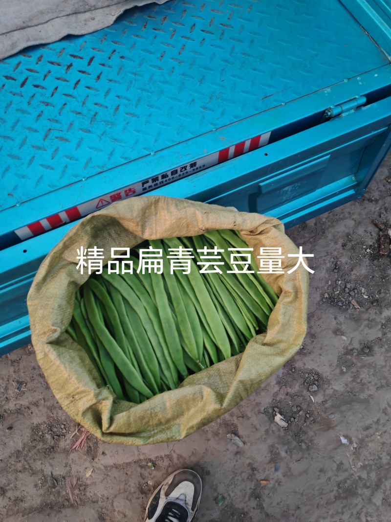 扁青芸豆精品货赶集货电商货负责找车还有其他蔬菜代办代发