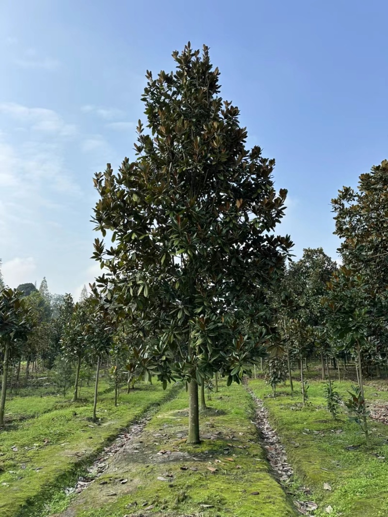 重庆广玉兰批发重庆苗木基地供应各类规格广玉兰直销
