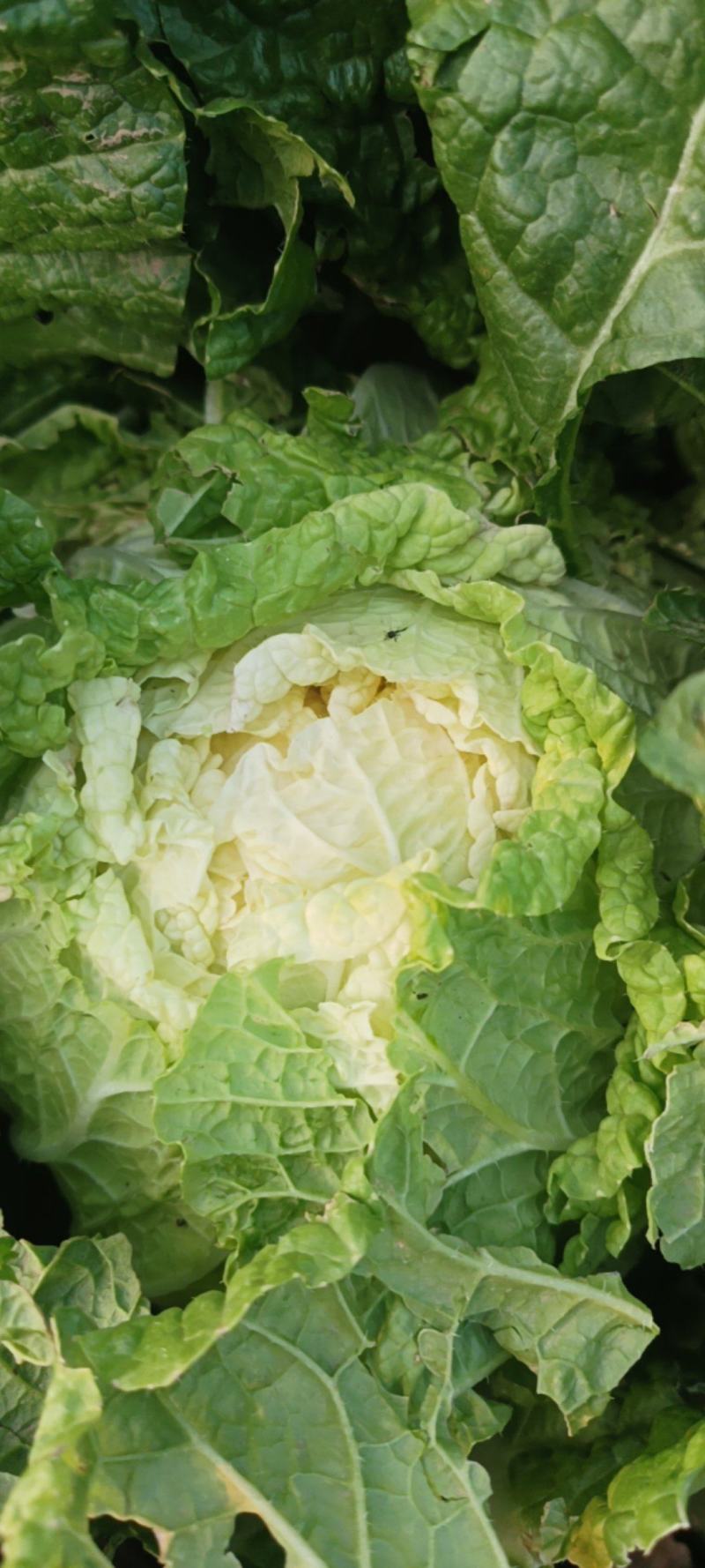 大娃娃菜