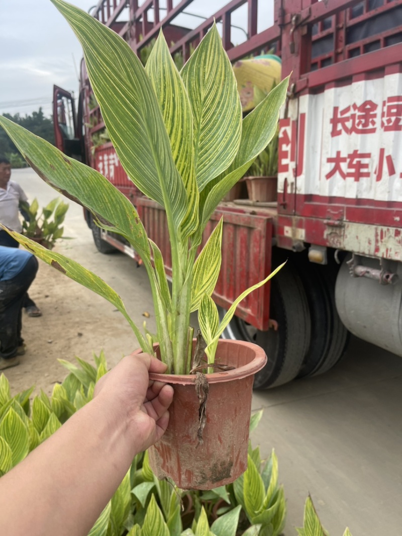 花叶美人蕉、金脉美人蕉、大量有货