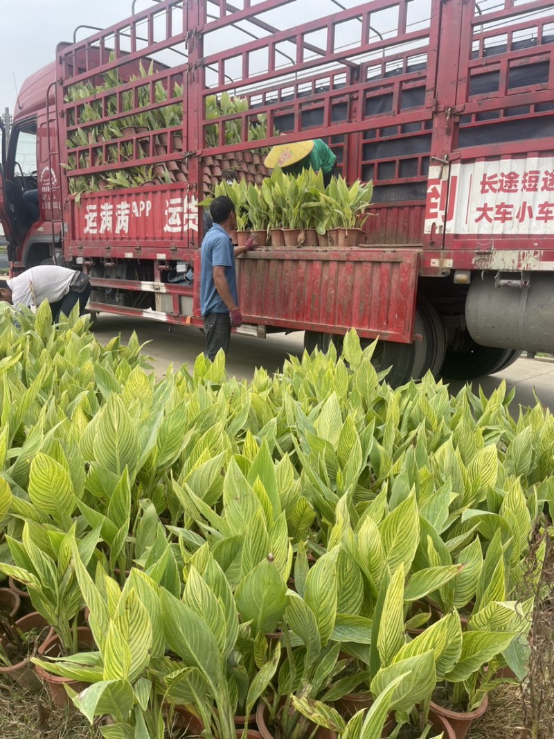 花叶美人蕉、金脉美人蕉、大量有货