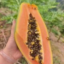 云南红心牛奶木瓜