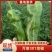 万亩301泡椒温室大棚鲜辣椒直供，基地直采口感优质货源