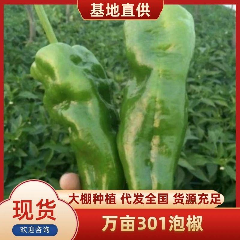 万亩301泡椒温室大棚鲜辣椒直供，基地直采口感优质货源