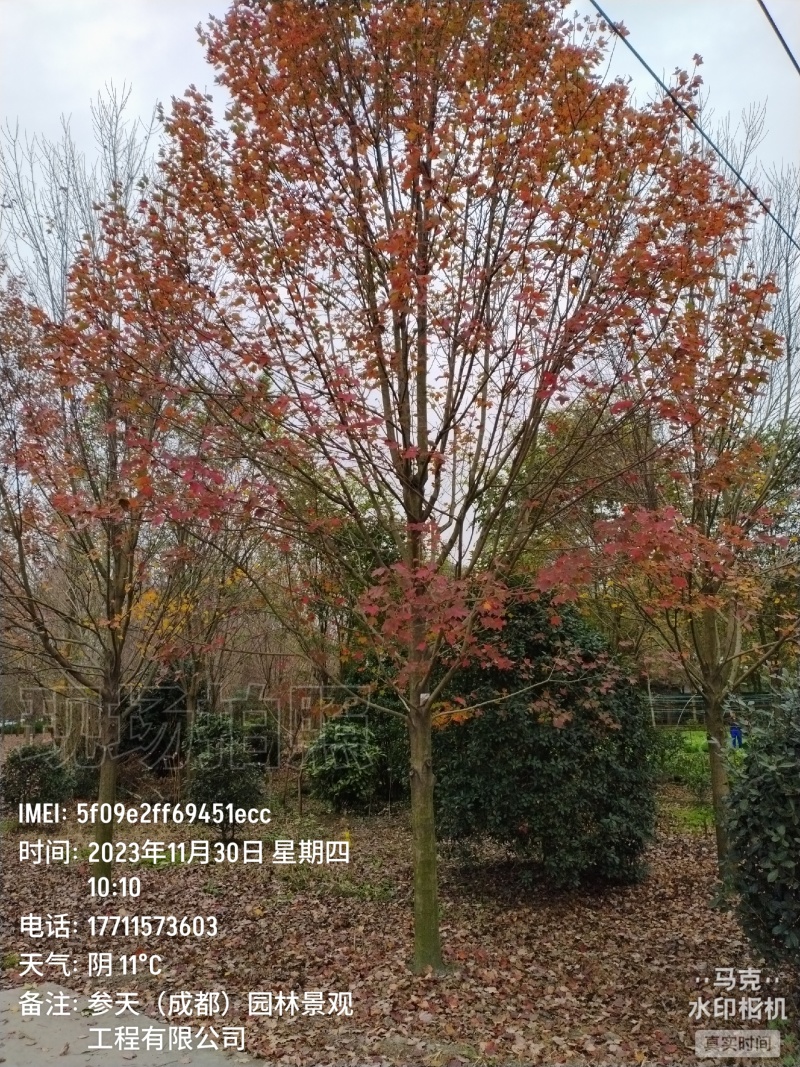 成都美国红枫批发成都苗木基地供应各类规格美国红枫基地