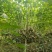成都木芙蓉批发成都苗木基地供应各类规格木芙蓉基地