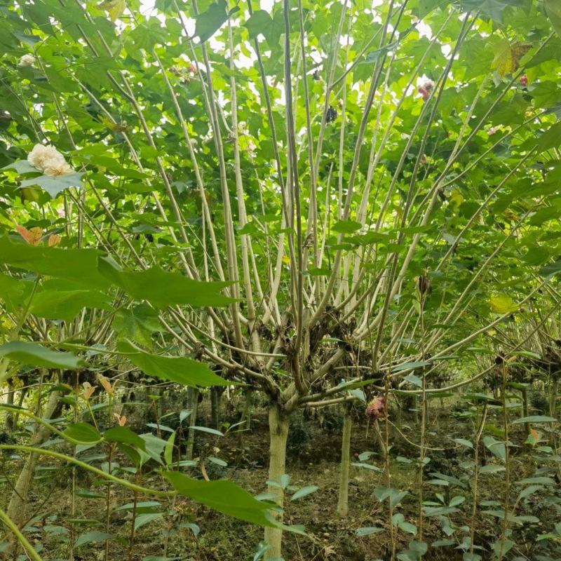 成都木芙蓉批发成都苗木基地供应各类规格木芙蓉基地