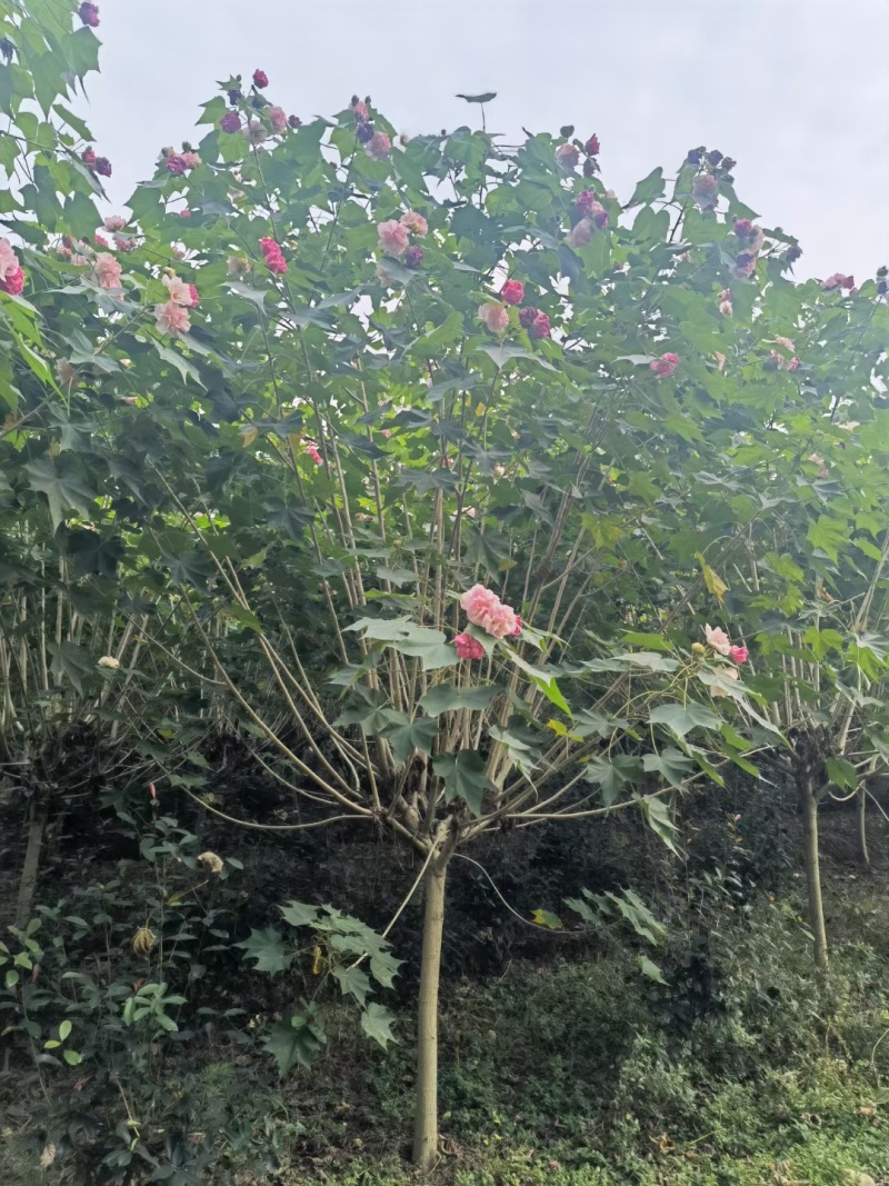 成都木芙蓉批发成都苗木基地供应各类规格木芙蓉基地