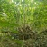 成都木芙蓉批发成都苗木基地供应各类规格木芙蓉基地