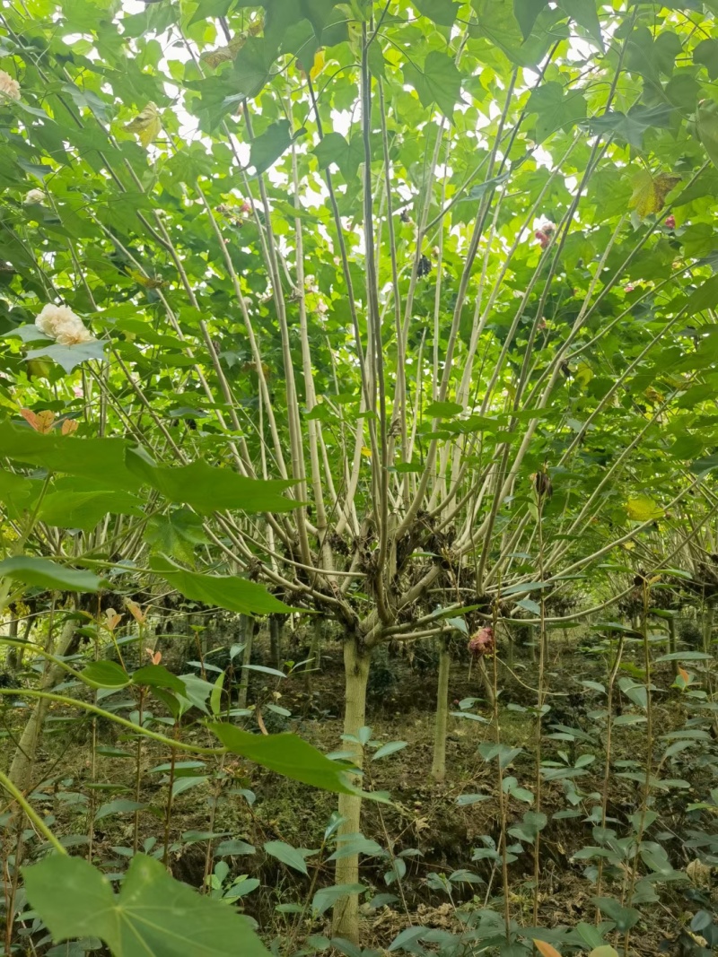 成都木芙蓉批发成都苗木基地供应各类规格木芙蓉基地
