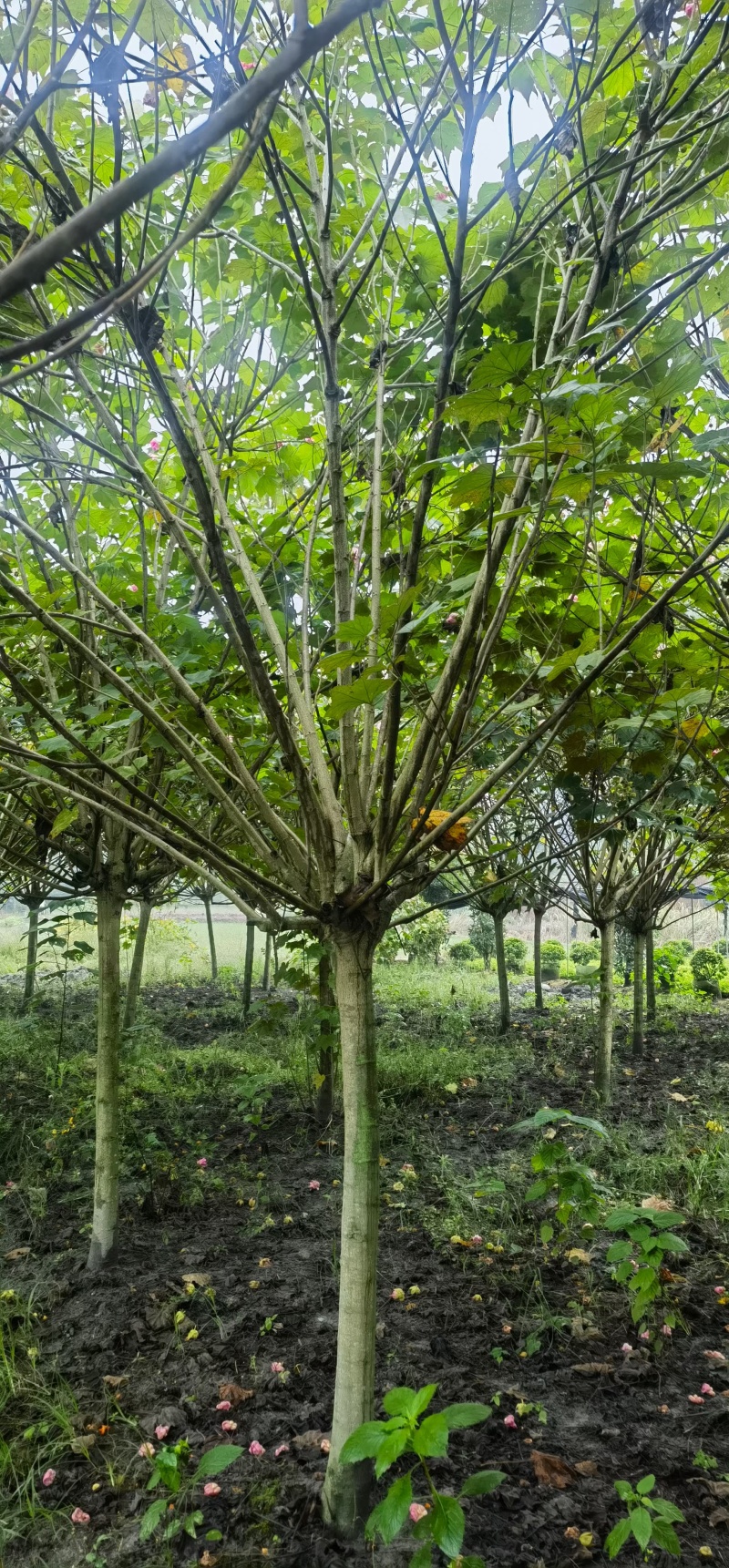 贵州木芙蓉批发贵州苗木基地供应各类规格木芙蓉基地