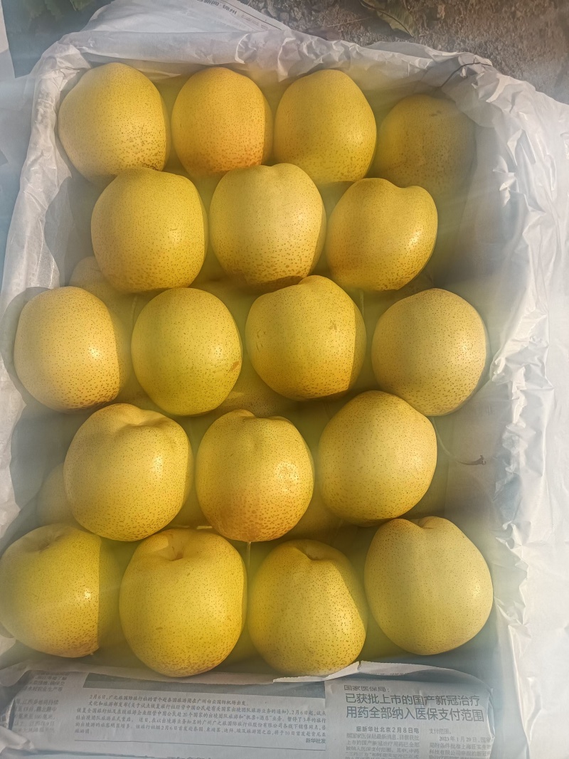 北镇雪花梨4两起步，皮毛亮，果型正