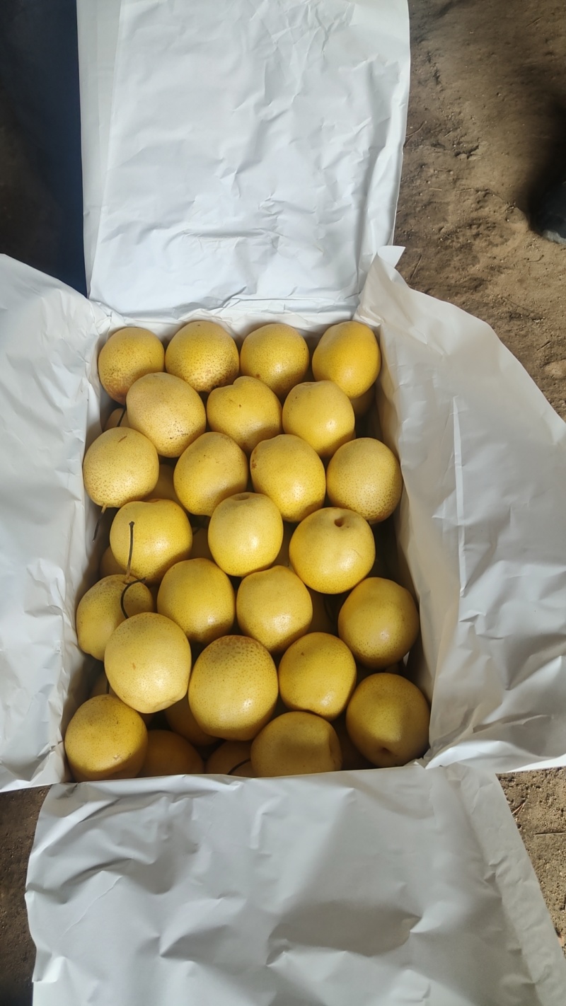 北镇雪花梨4两起步，皮毛亮，果型正